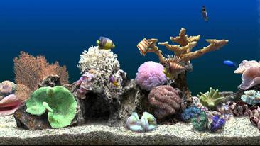 Bamboo Tunnel Cleans Filters Fish Tanks