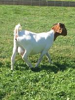 Heart of Hindlip Goats