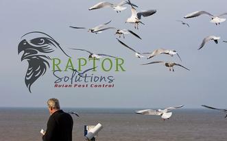 Raptor solutions enviromental services and Avian Pest Control